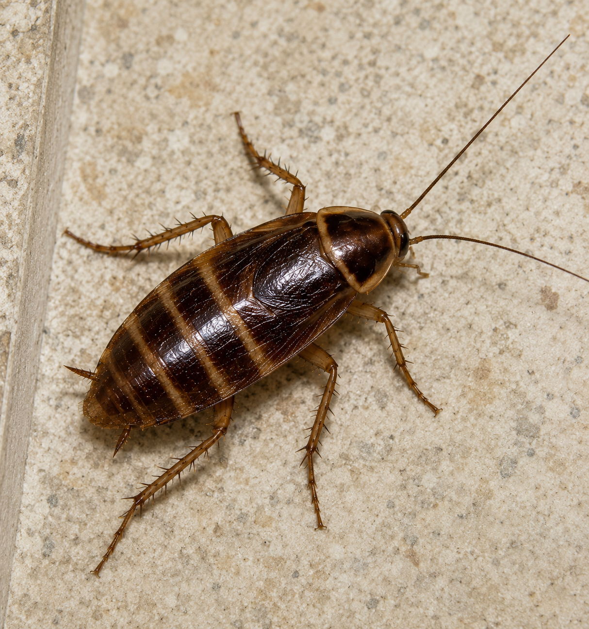 Cockroach species identification