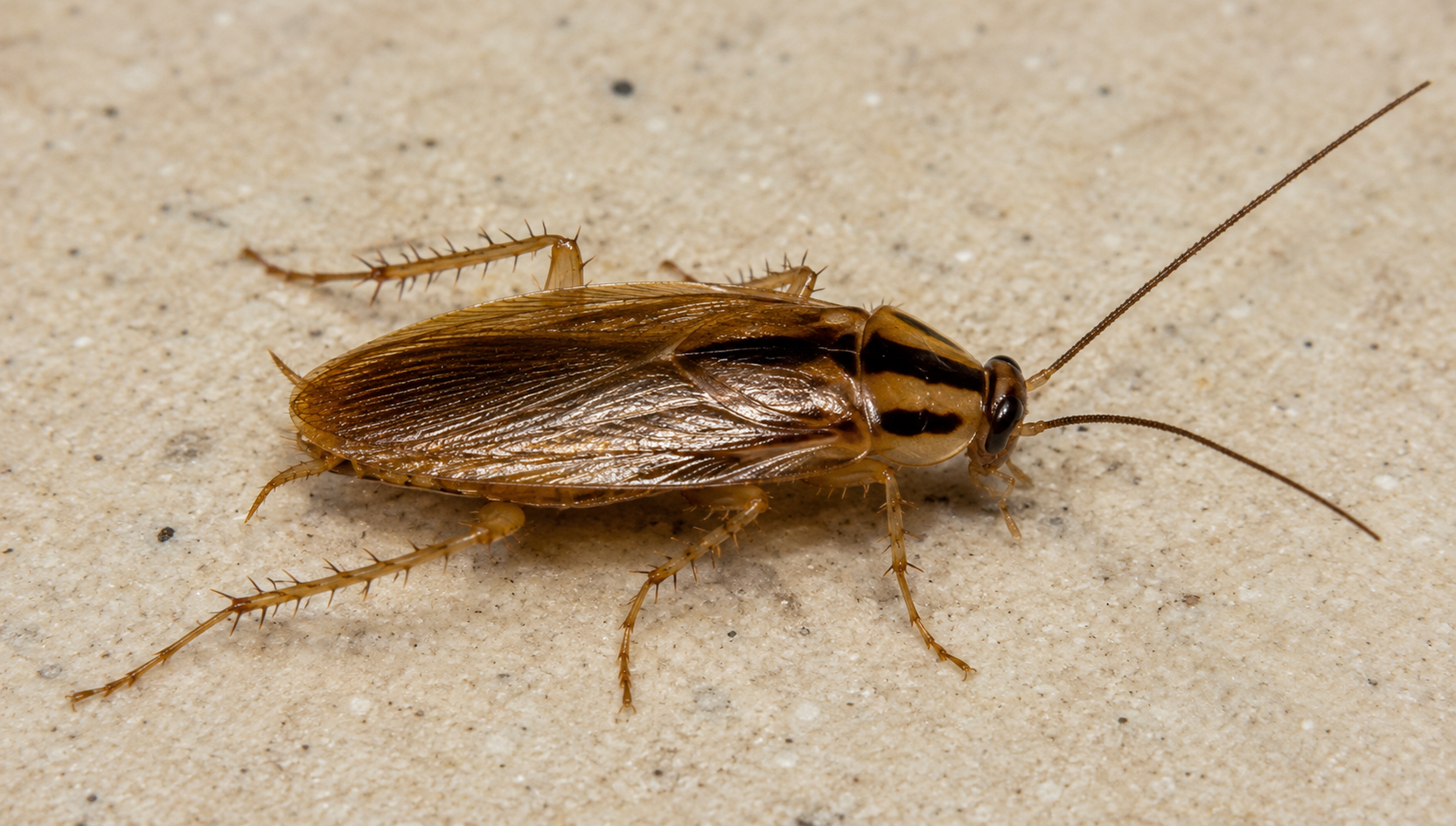 Cockroach species identification